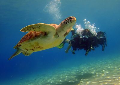 Underwater Research Diver